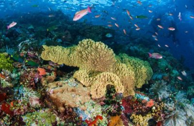 komodo crociere sub mete subacque