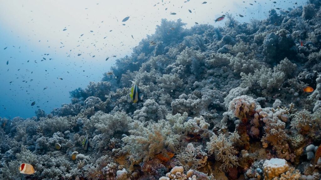 reef mar rosso offerta crociera viaggio