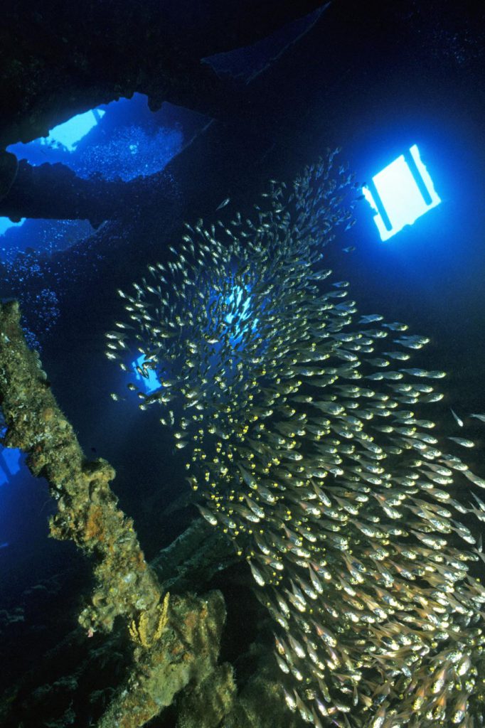 Banco di glassfish all'interno del relitto Carnatic, con luce filtrante nel Mar Rosso