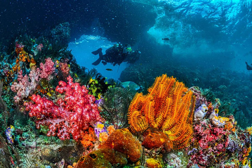 Subacquei che nuotano sopra una barriera corallina colorata