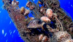Cernia nascosta tra una rete fantasma colonizzata da bivalvi nel Mar Mediterraneo, simbolo di adattamento e mutazione degli ecosistemi sommersi