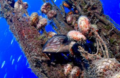Cernia nascosta tra una rete fantasma colonizzata da bivalvi nel Mar Mediterraneo, simbolo di adattamento e mutazione degli ecosistemi sommersi