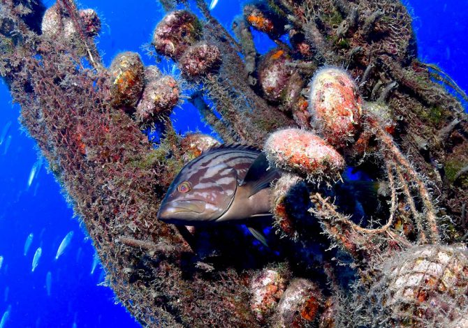Cernia nascosta tra una rete fantasma colonizzata da bivalvi nel Mar Mediterraneo, simbolo di adattamento e mutazione degli ecosistemi sommersi