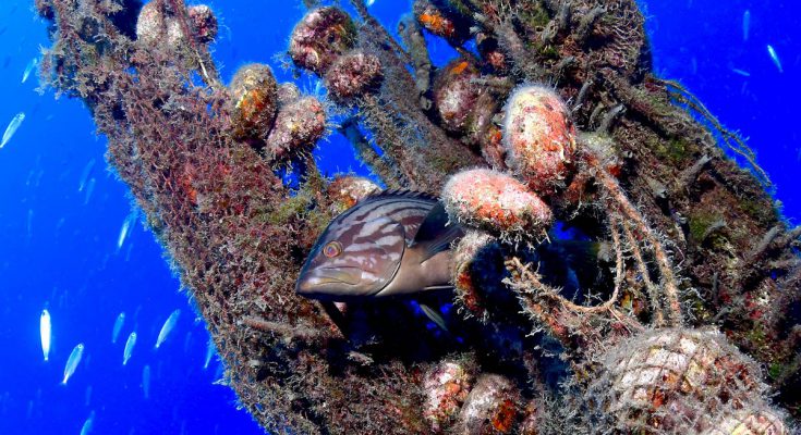 Cernia nascosta tra una rete fantasma colonizzata da bivalvi nel Mar Mediterraneo, simbolo di adattamento e mutazione degli ecosistemi sommersi