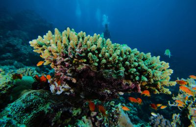 Corallo ramificato con pesci tropicali nel Mar Rosso, Farasan Banks