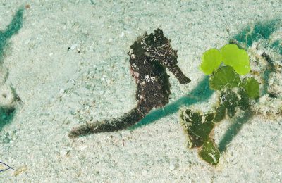 creature mimetiche raja ampat immersioni