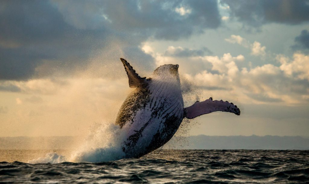 megattera whale watching madagascar
