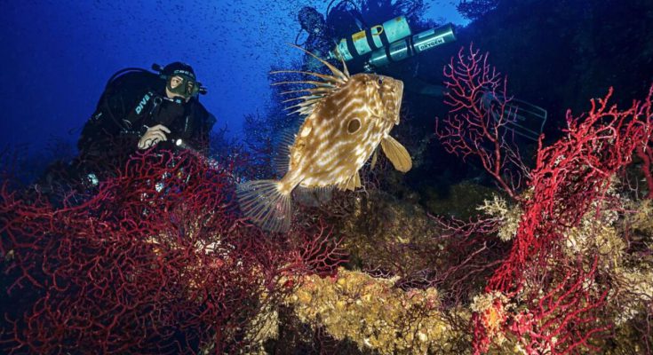 mondo sommerso corso biodiversità mediterraneo
