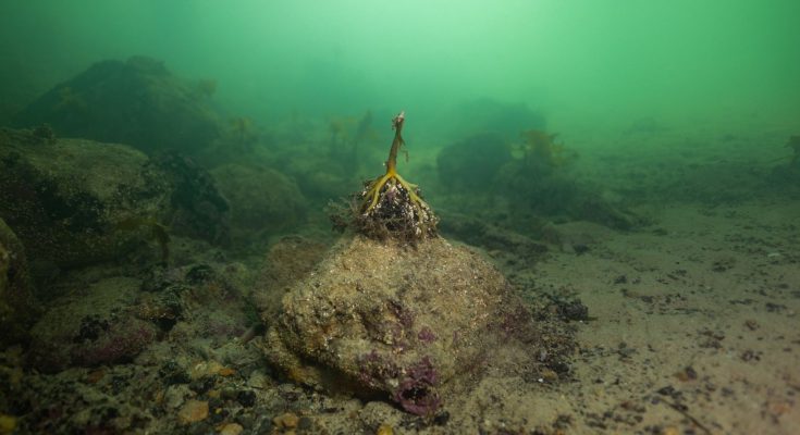 moria molluschi alghe