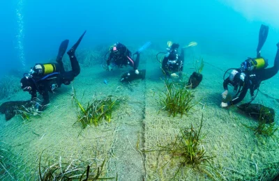 posidonia riforestazione bergeggi