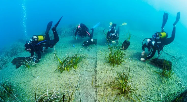 posidonia riforestazione bergeggi