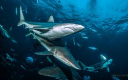 Squali a Aliwal Shoal in Sudafrica durante una shark dive – Foto: Renato La Grassa