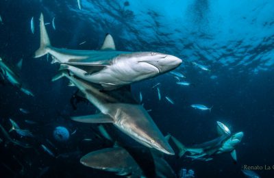 Squali a Aliwal Shoal in Sudafrica durante una shark dive – Foto: Renato La Grassa