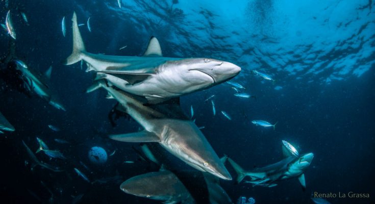 Squali a Aliwal Shoal in Sudafrica durante una shark dive – Foto: Renato La Grassa
