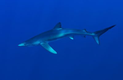 tshark app proteggere gli squali e razze