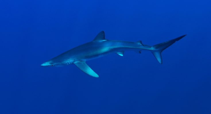 tshark app proteggere gli squali e razze