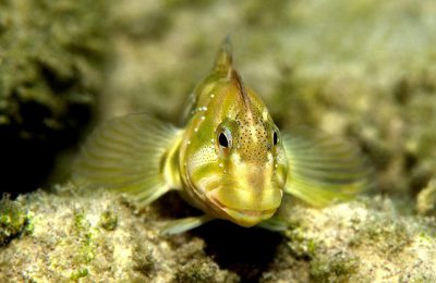 Primo piano di un maschio di cagnetto (Salaria fluviatilis) con cresta evidente – foto subacquea