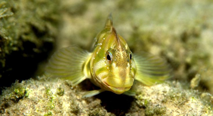 Primo piano di un maschio di cagnetto (Salaria fluviatilis) con cresta evidente – foto subacquea