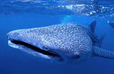 gigante gentile squalo balena