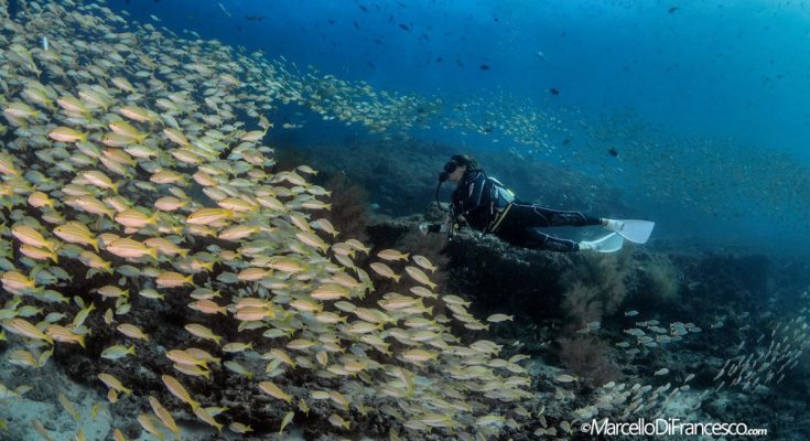 Subacqueo osserva un grande banco di pesci in immersione in corrente