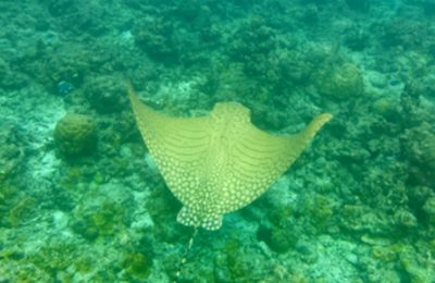 Razza aquila di mare reticolata fotografata in snorkeling a Helengeli, Maldive