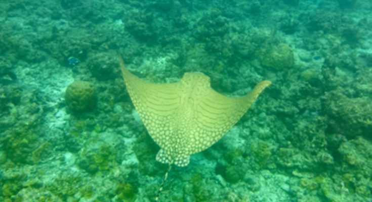 Razza aquila di mare reticolata fotografata in snorkeling a Helengeli, Maldive