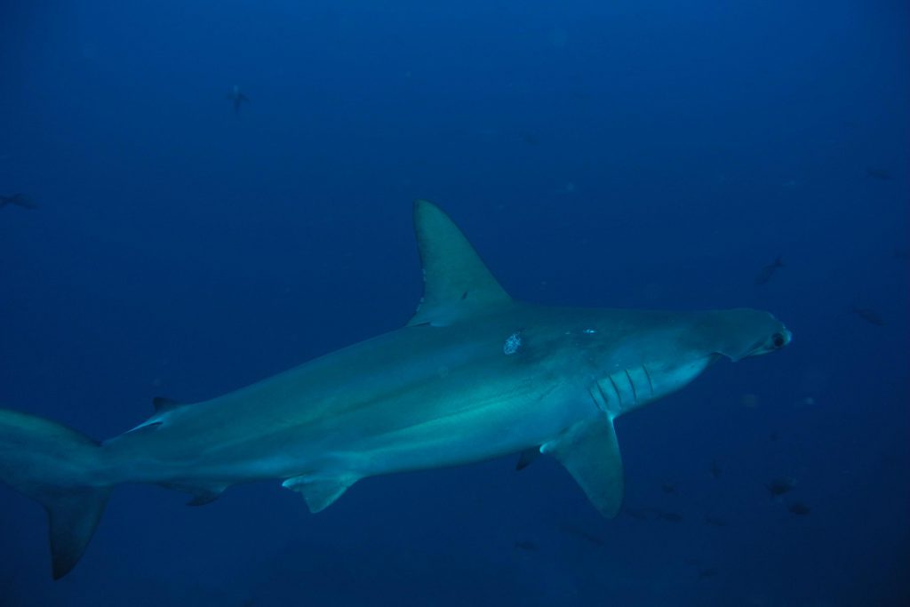 Squalo martello femmina