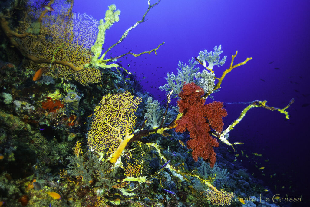 Reef con gorgonie e corallo molle nei Farasan Banks, Arabia Saudita – Foto Renato La Grassa