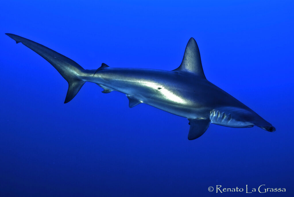 Squalo martello (Sphyrna sp.) nei fondali dei Farasan Banks, Arabia Saudita – Foto Renato La Grassa