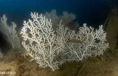 Gorgonie bianche (Paramuricea clavata) cresciute sul relitto della motonave Concordia, fotografia subacquea di Davide Devoti, Golfo della Spezia, profondità 43 metri.