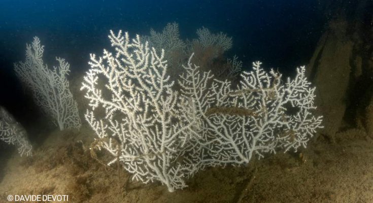 Gorgonie bianche (Paramuricea clavata) cresciute sul relitto della motonave Concordia, fotografia subacquea di Davide Devoti, Golfo della Spezia, profondità 43 metri.