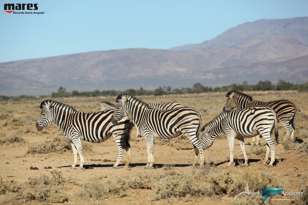 Gruppo di zebre in libertà che pascolano nella savana del Sudafrica