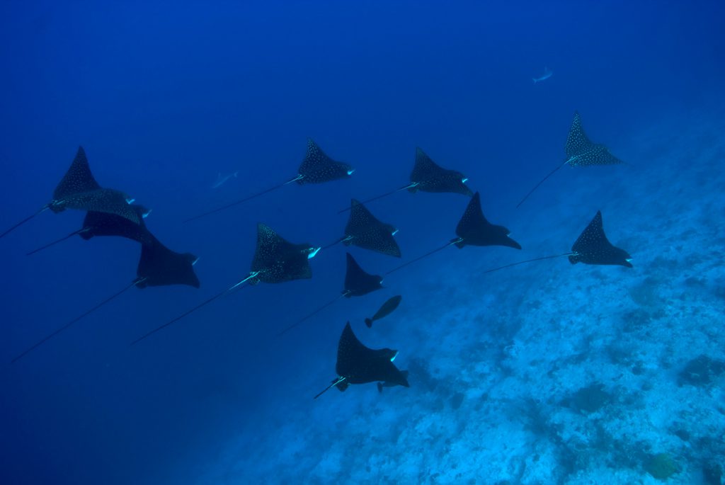 Banco di aquile di mare maculate (Aetobatus narinari) in immersione su pass maldiviana