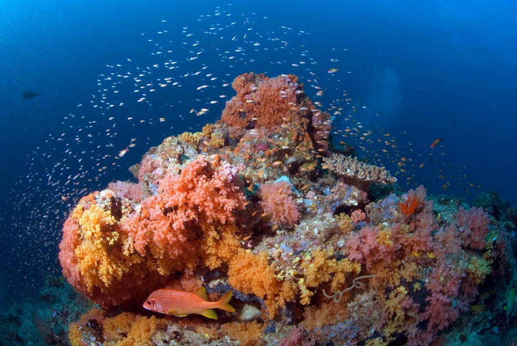 Thila maldiviana con coralli molli arancioni e pesce soldato, ambiente ricco di biodiversità