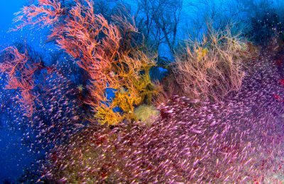 Banco di glassfish (Pesci vetro, Parambassis spp.) sopra una thila maldiviana ricoperta di gorgonie colorate. Questi ambienti sommersi rappresentano uno dei punti di massima biodiversità dell’arcipelago.