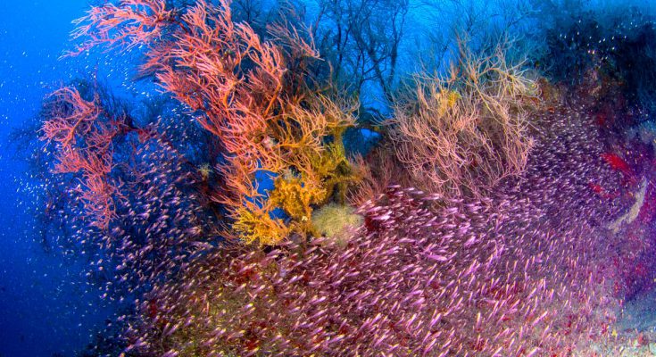 Banco di glassfish (Pesci vetro, Parambassis spp.) sopra una thila maldiviana ricoperta di gorgonie colorate. Questi ambienti sommersi rappresentano uno dei punti di massima biodiversità dell’arcipelago.