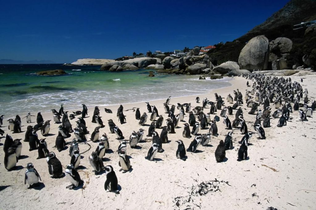 Colonia di pinguini sulla spiaggia di Boulders Beach