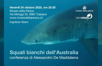 squali bianchi australia museo caslano