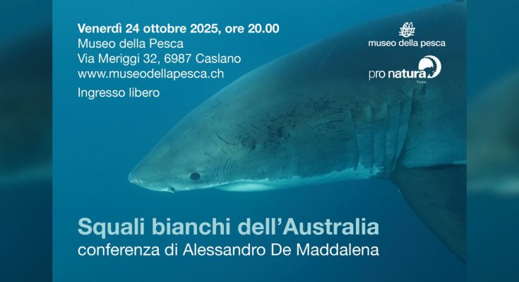 squali bianchi australia museo caslano