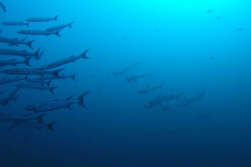 Gruppo di squali martello