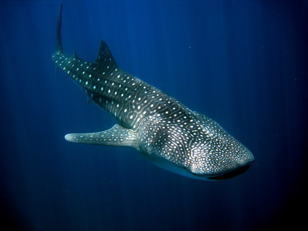 Squalo balena (Rhincodon typus) nelle acque azzurre delle Maldive, fotografia di Manuela Massi