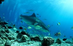 squalo maldive crociera gennaio