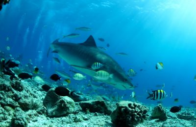 squalo maldive crociera gennaio
