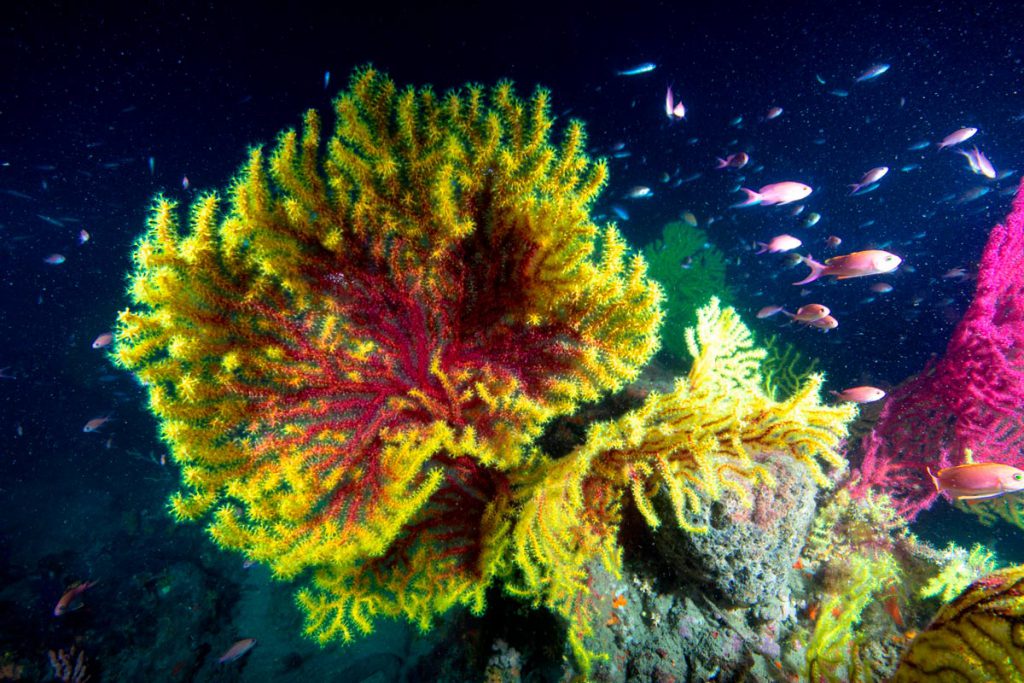 Colonia di Paramuricea clavata bicolore, rosso e giallo, su fondale della Secca dei Due Balconi