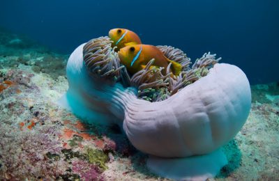 Anemone diving snorkeling barca maldive