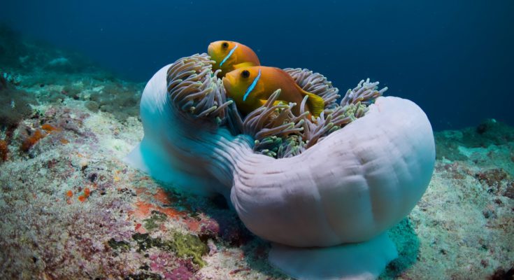 Anemone diving snorkeling barca maldive
