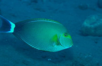 Pesce chirurgo yellowfin mediterraneo