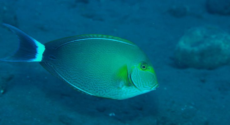 Pesce chirurgo yellowfin mediterraneo