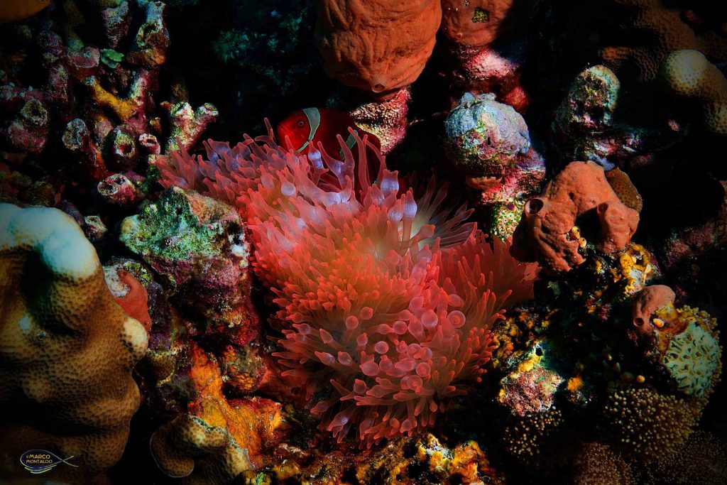 Raja Ampat - Anemone a Bulbo rosa (Entacmaea Quadricolor).
