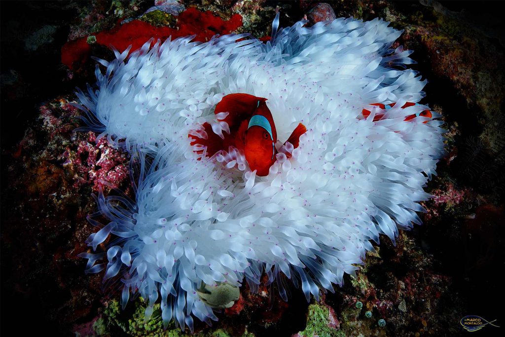 Raja Ampat - Anemone Magnifico (Heteractis Magnifica).